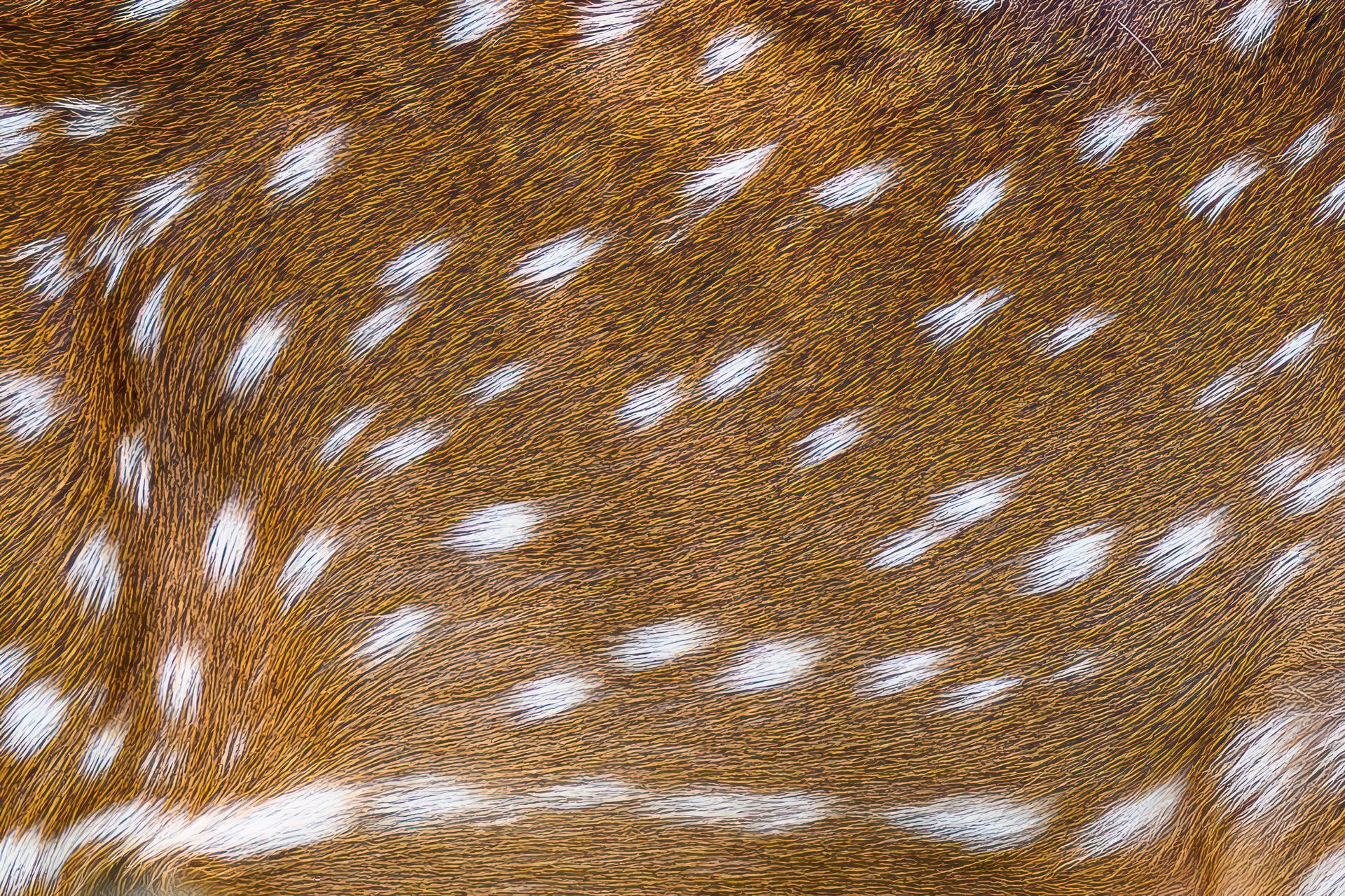 deer print